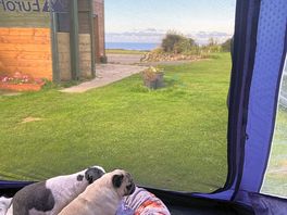 Pip and alfie enjoying the view