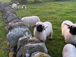 Sheep on the farm