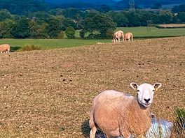 On the farm at hogs head