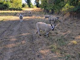 Sheep on the walk to the pub