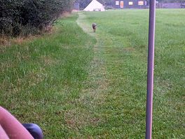 Muntjac paying us a visit!