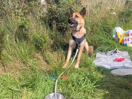Dog waiting for the bbq
