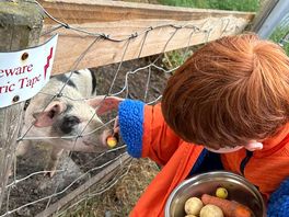 Piglet feeding