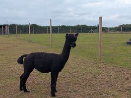 One of the on site alpacas