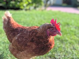 Lei è stat la nostra amica che ogni mattina veniva da noi a farci compagnia