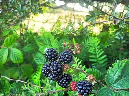 Bring a tub for blackberries!
