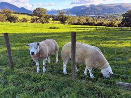 Neighbours