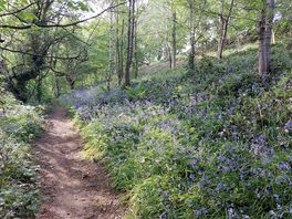 Woodland walk