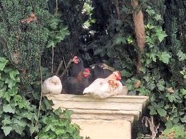 Hens sheltering from the rain by the church
