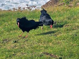 Choughs