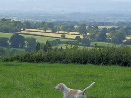 Pup loved it