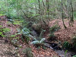 Found on our forest wall, just across the road from the campsite.