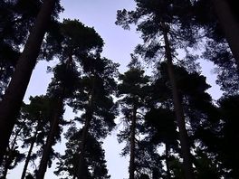 Nighttime tree view