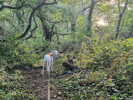 Nice woodland walk