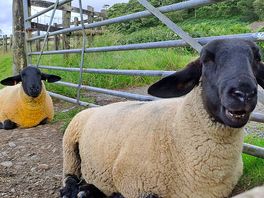 Seep in neighbouring field