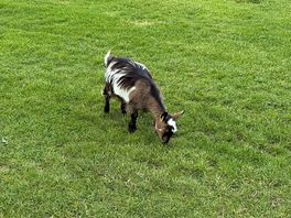 Wonderful goat