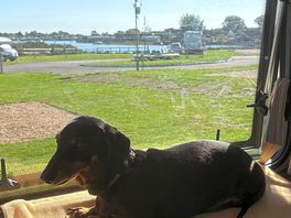 Solar dog