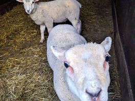 Sheep