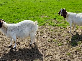 Friendly farm