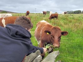 Cows