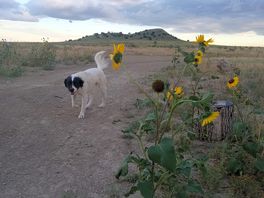 Walking and hiking trails that are pet friendly