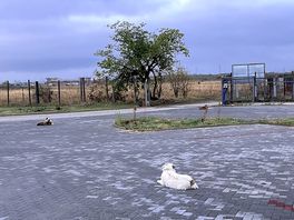 Our friendly guard dogs