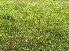 The “grassed area” not grass as we know it. just clumps of plants. boggy ground no drainage.