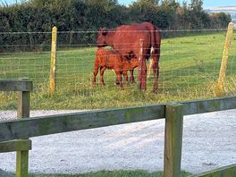 Mamma and baby cow