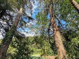 Trees :)