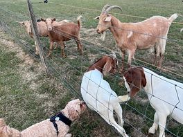 Goats