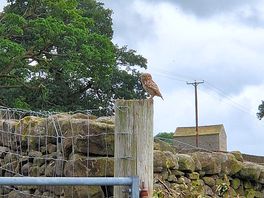 Cute owl welcomed us.