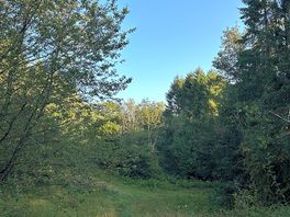 Woods next to campsite with rope swings.