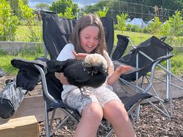 Fussing the chickens