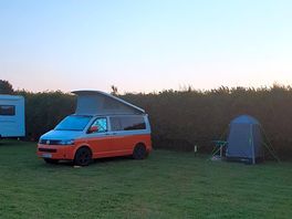 Daisy paddock at sunset