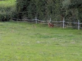 Wildlife