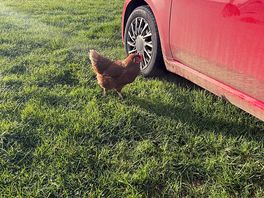 This chicken kept coming over to say hi