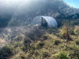 Pigs home