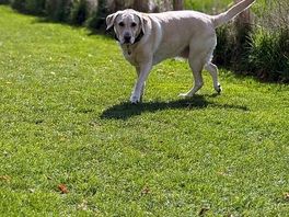 Dedicated dog walk area