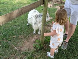 Pigmy goats don't know when to stop eating 😅