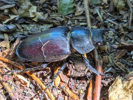 Stag beatle