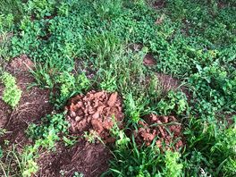 Pitch? more like compost heap, mole utopia