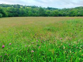 Wildflower meadow