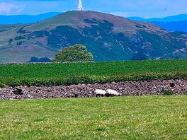 Sheep & lighthouse