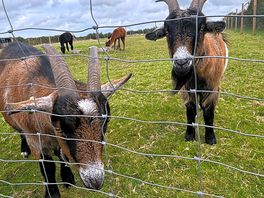 These little guys followed me around the entire fence