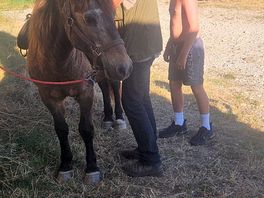 A great time horse riding and grooming the horses the view through vines hill was amazing