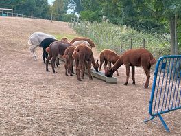 Alpacas on site