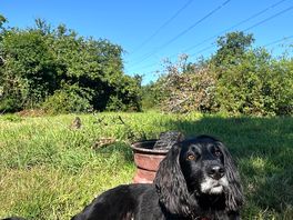 Our dog loved the site, especially the river.
