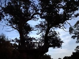 Ancient oak