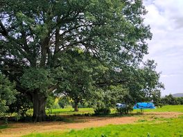 Big old trees and aoft grass to walk barefoot