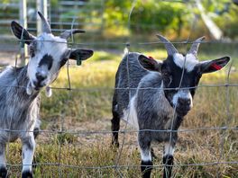 Cute little chaps